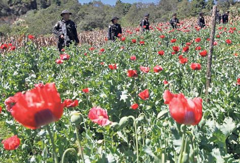 El mayor problema en las zonas altas de San Marcos ha sido el cultivo de amapola.