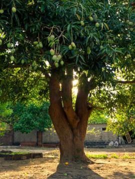 Bangladesh considera al mango su árbol nacional. GETTY IMAGES