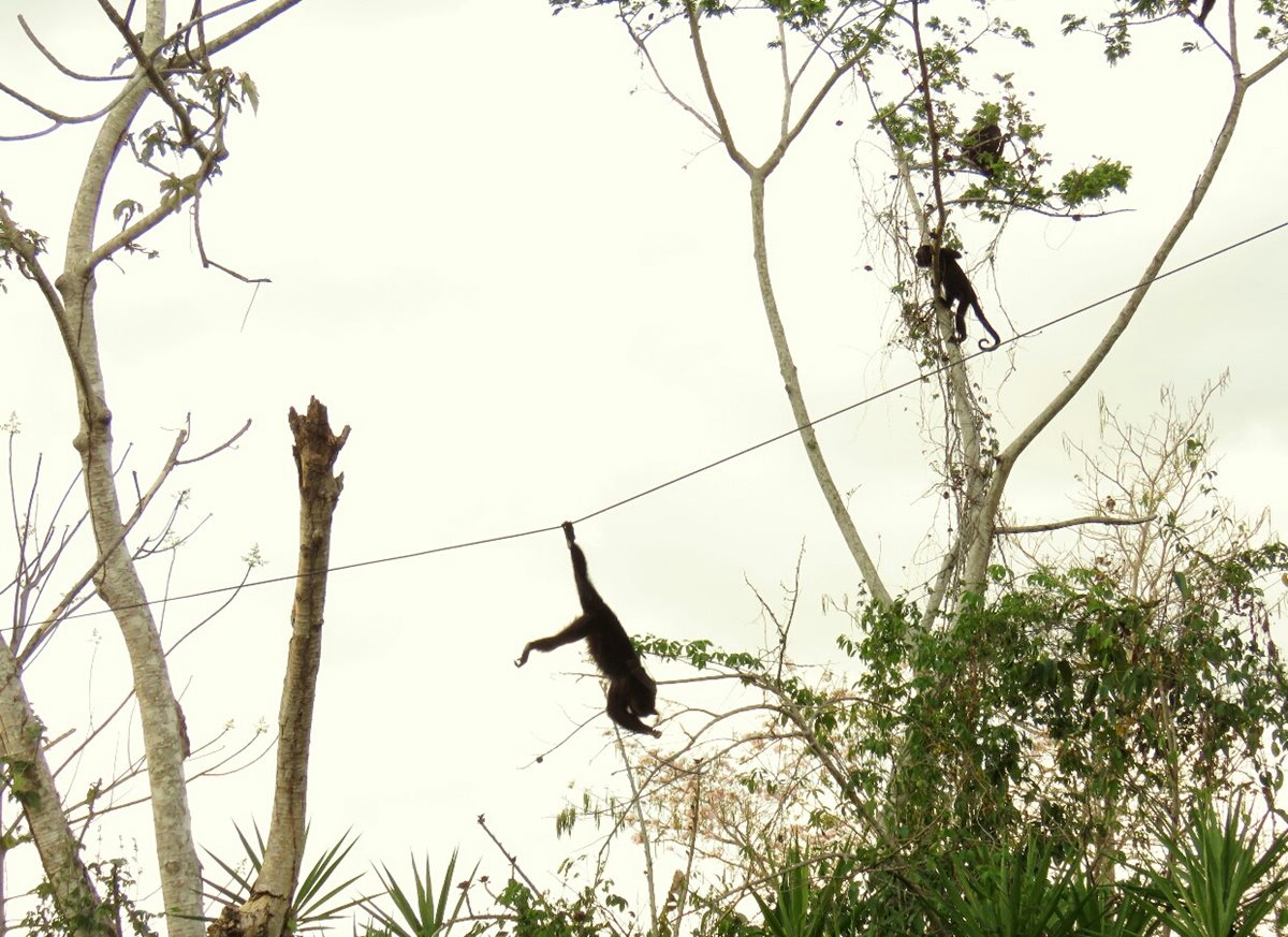 Vecinos de un área urbana de San Benito vieron el pasado miércoles. (Foto Prensa Libre: Rigoberto Escobar)
