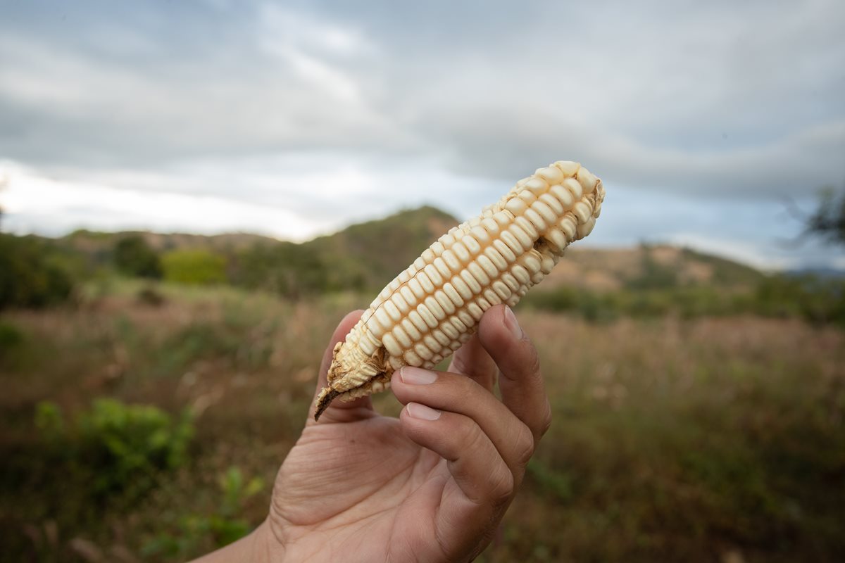 El maíz en Jutiapa y Jalapa no se produjo como de costumbre debido a la falta de lluvia en esos departamentos. (Foto Prensa Libre: Juan Diego González)