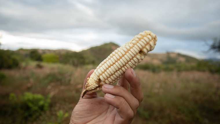 El maíz en Jutiapa y Jalapa no se produjo como de costumbre debido a la falta de lluvia en esos departamentos. (Foto Prensa Libre: Juan Diego González)