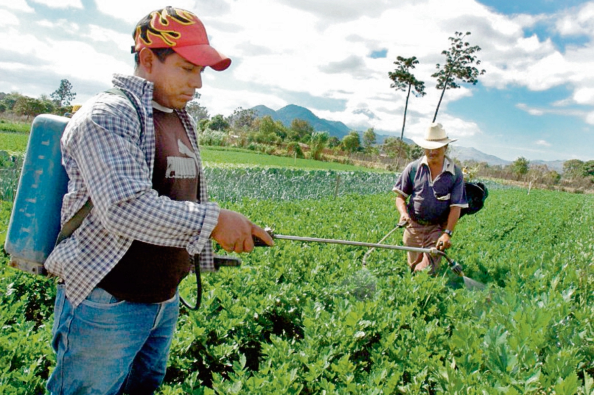 cada año se genera una fuerte discusión respecto del salario. El sector agrícola paga Q78.72. (Foto Prensa Libre: César Pérez)