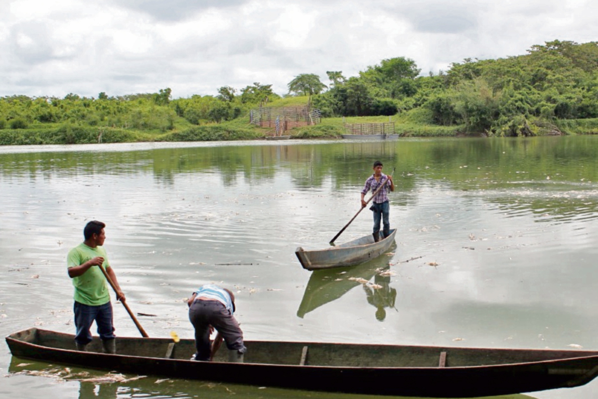 pESCADORES artesanales  limpian el río La Pasión con la extracción de peces muertos, en Sayaxché, Petén.