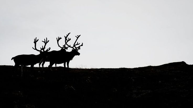 La ciudad tiene también una fauna típica. AFP