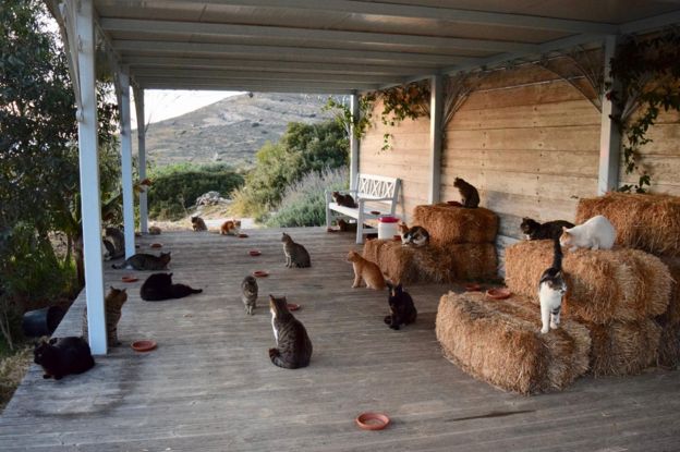 El refugio alberga más de 50 gatos en la isla griega de Siros. (GOD´S LITTLE PEOPLE CAT RESCUE)