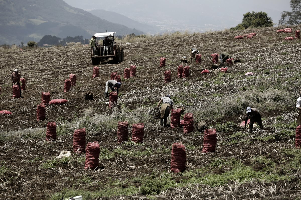 Agricultores de Costa Rica trabajan en una plantación al este de la capital del país. (Foto Prensa Libre: EFE).