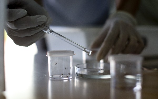 El aedes aegypti —el mosquito que propaga el virus del zika. (EFE)