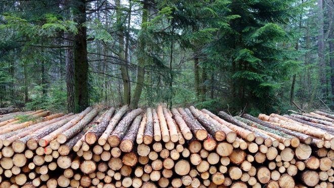 El 35% de los árboles talados se destina a la fabricación de papel y de cartón. (THINKSTOCK)