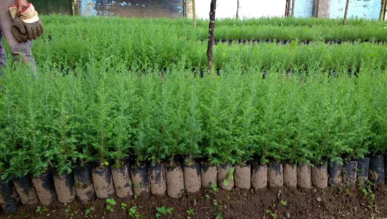 Cientos de plantas de cipreses que serán sembradas en la próxima época de lluvia en áreas degradadas de la Cordillera de Manantiales del Cerro Alux. (Foto Prensa Libre: Cortesía)