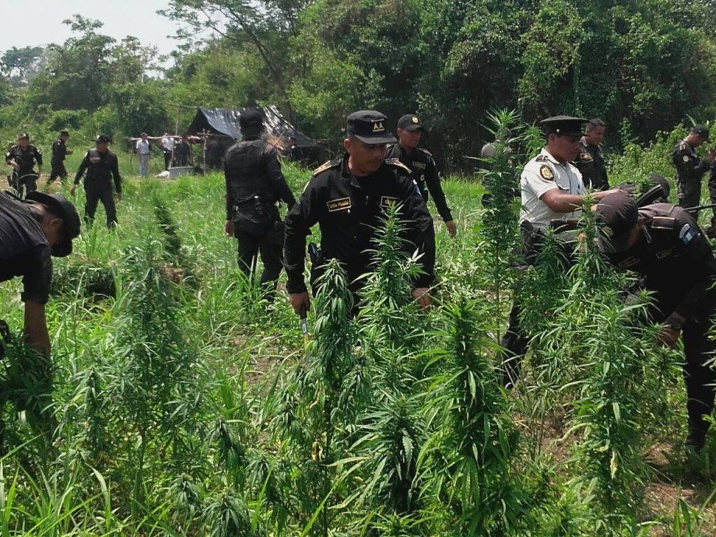 Autoridades trabajan en el área donde fueron localizadas las planta de marihuana, en Las Cruces. (Foto Prensa Libre: Walfredo Obando).