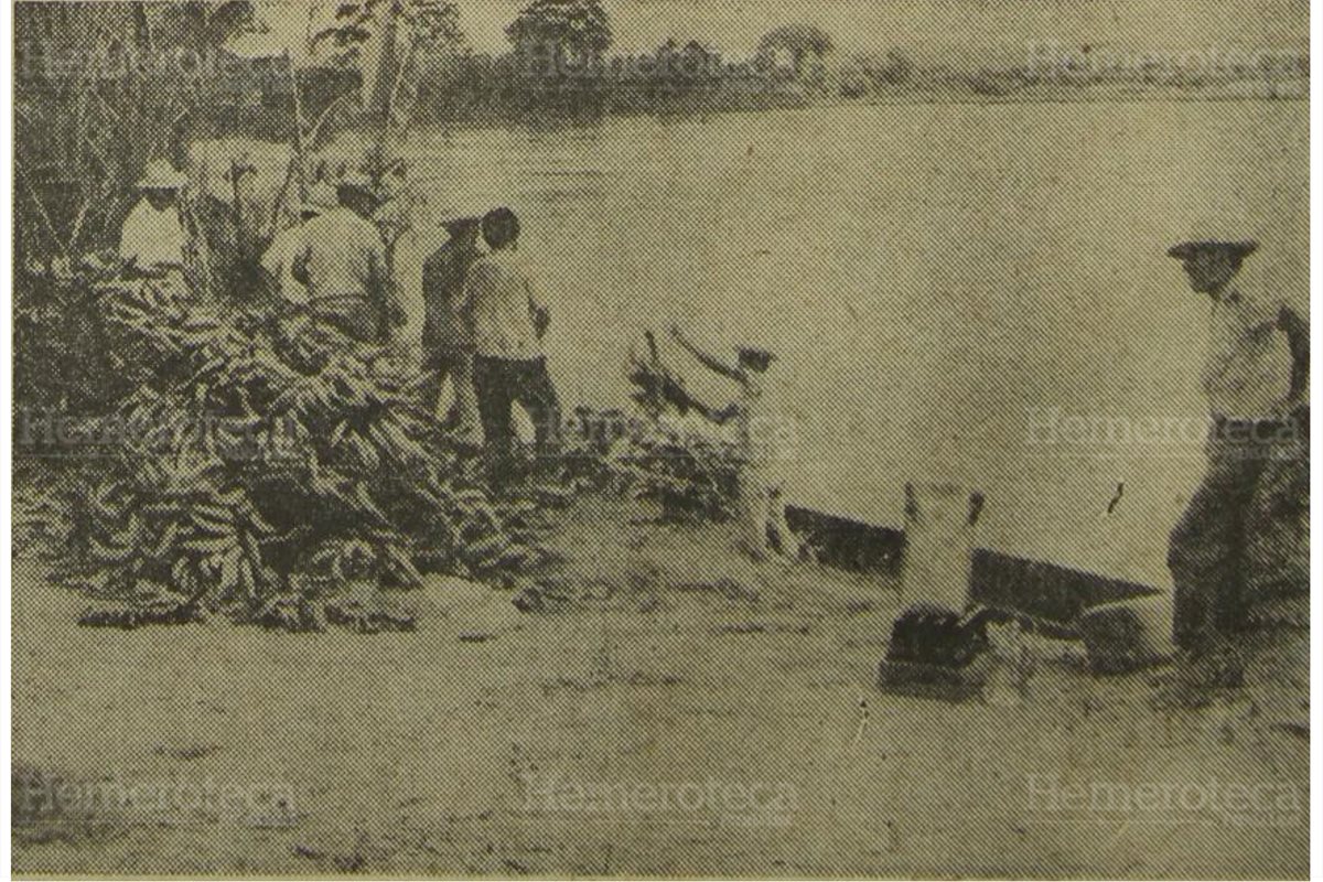 Campesinos de Izabal intentan salvar cosecha de banano afectada por el río Motagua, en septiembre de 1970. (Foto: Hemeroteca PL)