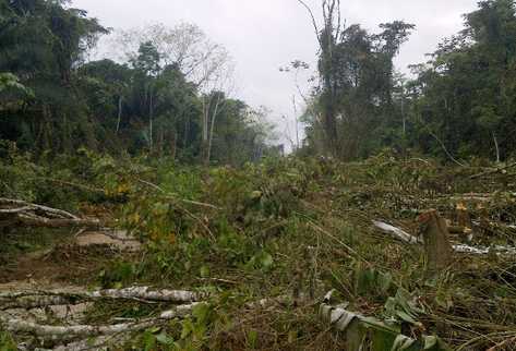 El 14 de marzo pobladores tomaron el parque y talaron más de tres mil árboles.