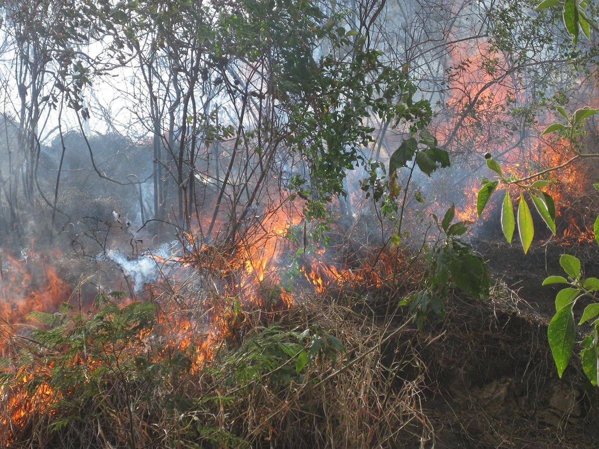 Las condiciones del suelo y las altas temperaturas harán más propensos los incendios forestales no provocados. (Foto Prensa Libre: Hemeroteca PL)
