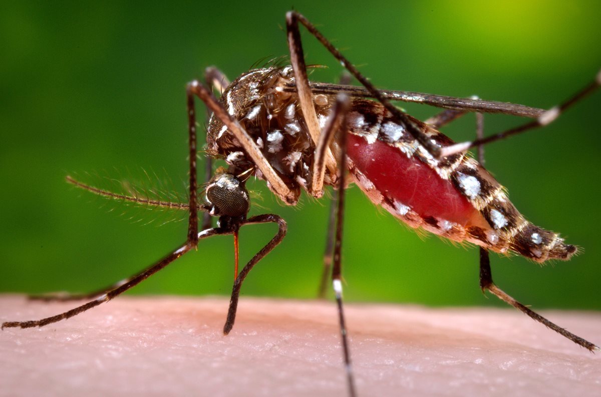 El mosquito Aedes aegypti transmite el zika, dengue y chikungunya. (Foto Prensa Libre: AP)