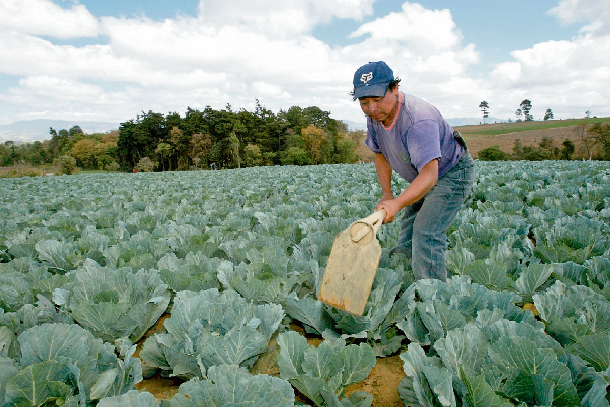 Los programas de Agricultura muestran retraso debido a los procesos de licitación, informaron autoridades de esa cartera. (Foto Prensa Libre: JORGE CASTILLO)