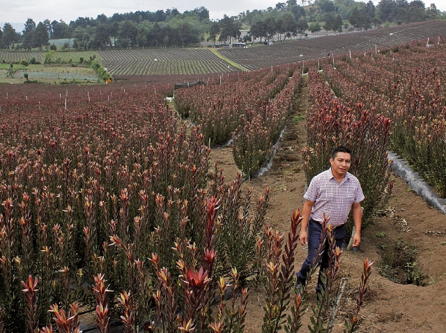 La finca Guatemalan Proteas, en Chicazanga, San Andrés Itzapa, Chimaltenango, cuenta con 9.5 hectáreas de cultivo de esta flor. (Foto Prensa Libre: Víctor Chamalé)