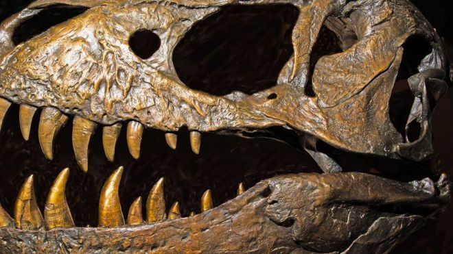 En el nuevo orden genealógico, el Tyrannosaurus rex cambia su clasificación. MILLARD H. SHARP