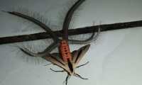 El insecto hallado es un ejemplar de creatonotos gangis, una especie de polilla que habita en Asia y Australia. (Foto Prensa Libre: Facebook Gandik)