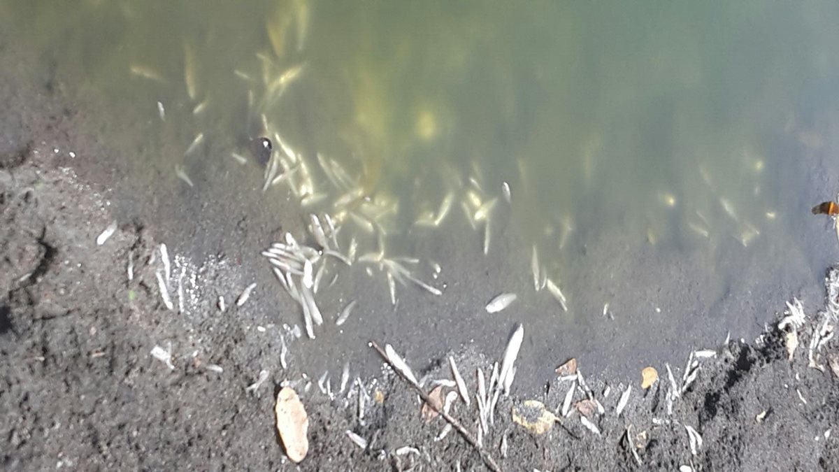 Cientos de peces se observan en la orilla de la laguna Chiquistepeque, Mazatenango, Suchitepéquez. (Foto Prensa Libre: Melvin Popá)