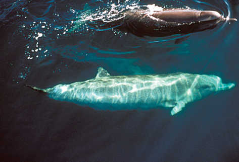 Filman a grupo cetáceos raros en Australia, de los que hay pocos estudios (FOTO: latin.wdcs.org)