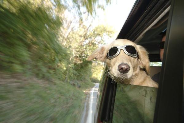 Hay quienes prefieren viajar con su perro.