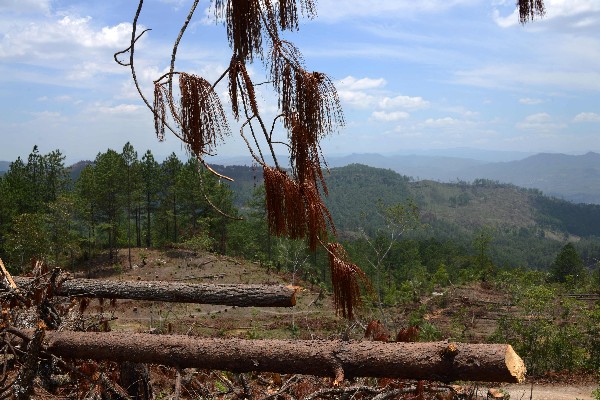 Expertos prevén temperaturas más altas y menos agua por tala masiva de pinos. (AFP).