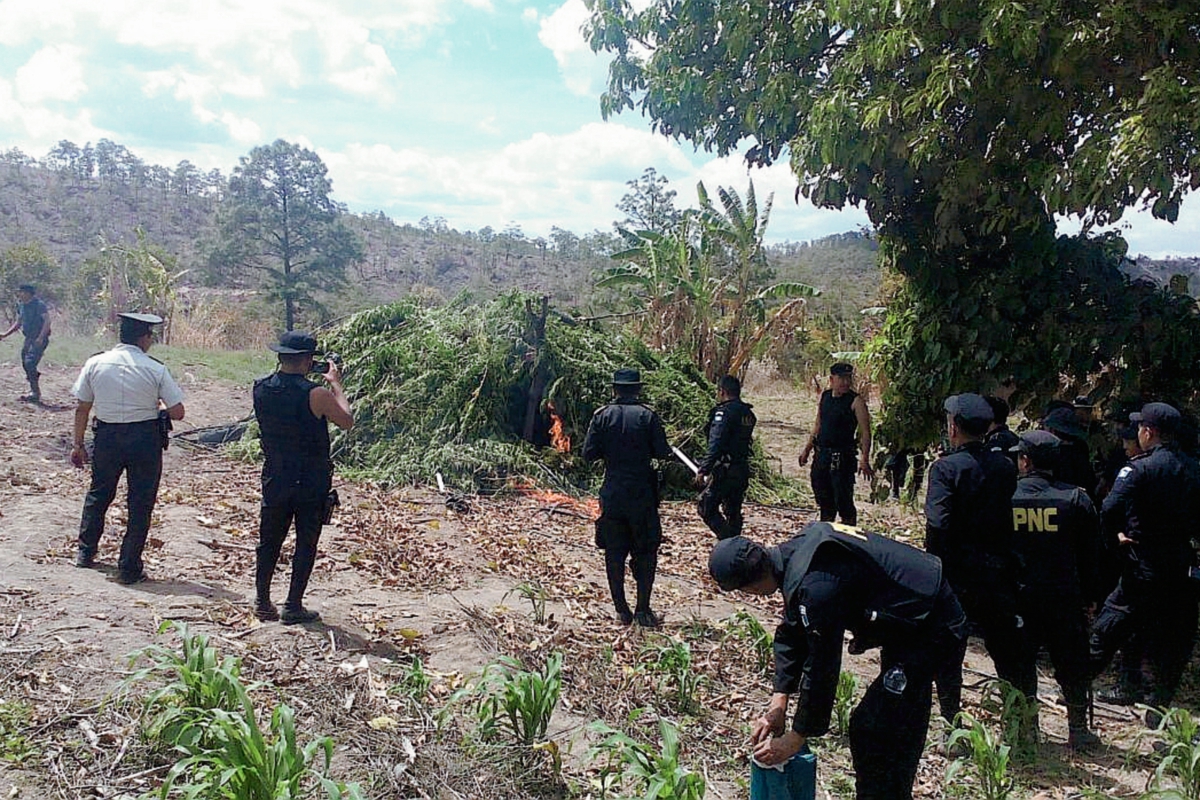 Autoridades queman plantación de marihuana en Momostenango, Totonicapán. (Foto Prensa Libre: Carlos Ventura)