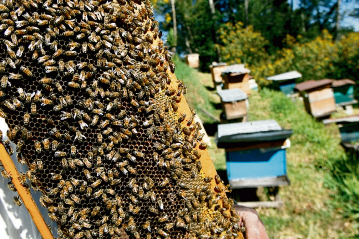 Exportación de miel sube 42 por ciento