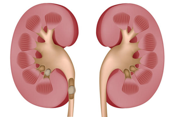 Crean pequeño riñón de células madre
