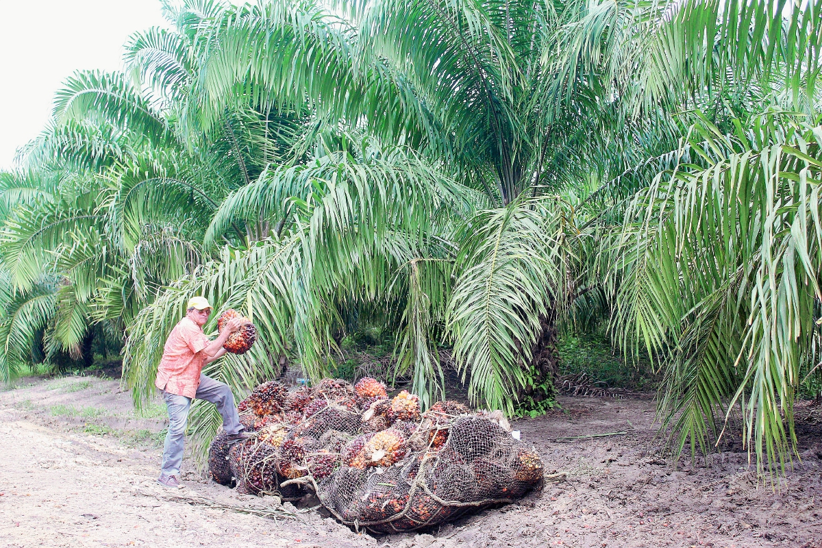 Repsa posee  grandes cantidades de tierra en Sayaxché, Petén, para el cultivo de palma africana. Foto Prensa Libre: Rigoberto Escobar)