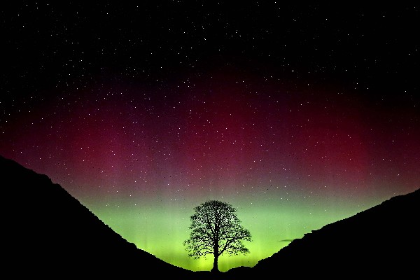 La aurora boreal brilla sobre Sycamore Gap en el Muro de Adriano en Northumberland, Inglaterra. (Foto Prensa Libre:AP).