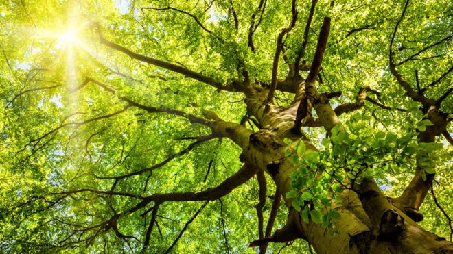 Un árbol reduce en su entorno entre un 7 por ciento y un 24 por ciento del material particulado, uno de los tipos más dañinos de contaminación. (Foto, Thinkstock)