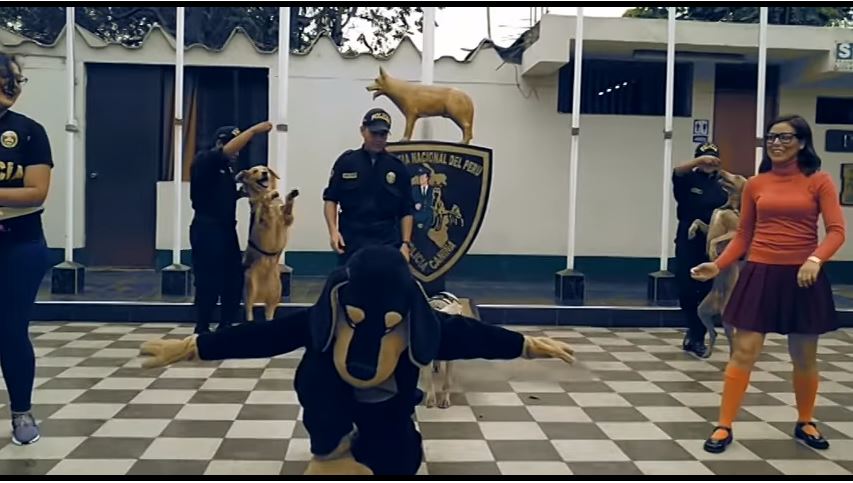 Policías peruanos bailan el famoso Scooby Doo Pa Pa acompañados de los agentes caninos. (Foto prensa Libre: Policía Nacional de Perú).