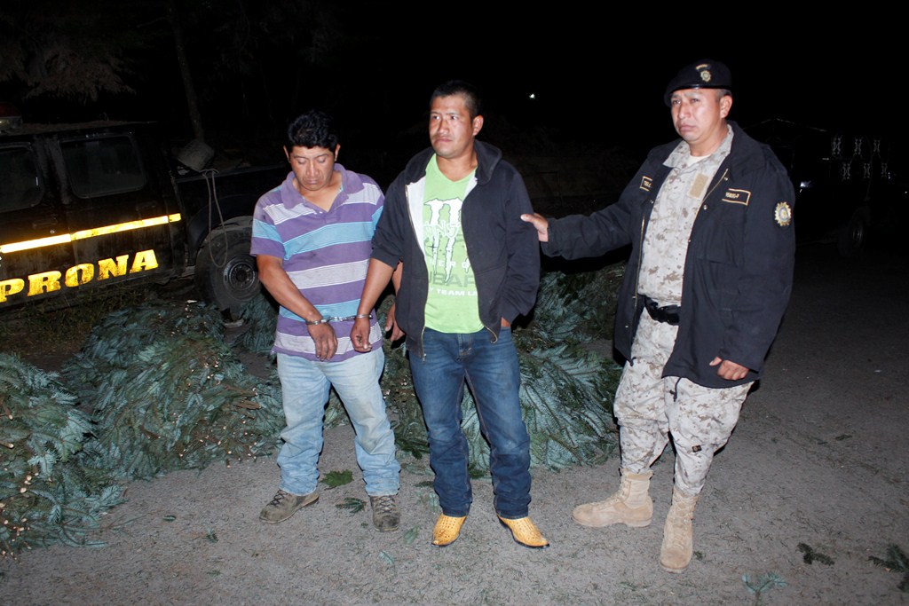Los dos capturados junto a parte del pinabete decomisado en El Tejar, #Chiamaltenango. (Foto Prensa Libre: Víctor Chamalé).