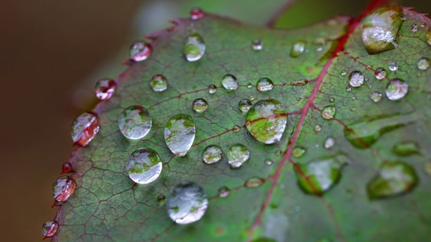 El rocío de la mañana. FOTOGRAFÍA: GETTY IMAGES.
