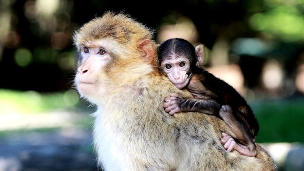 Los monos criados con sus madres reconocían las caras, los otros no. GETTY IMAGES