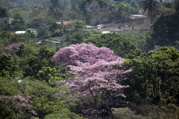 Los racimos rosados rompen el   verde dominante del panorama.