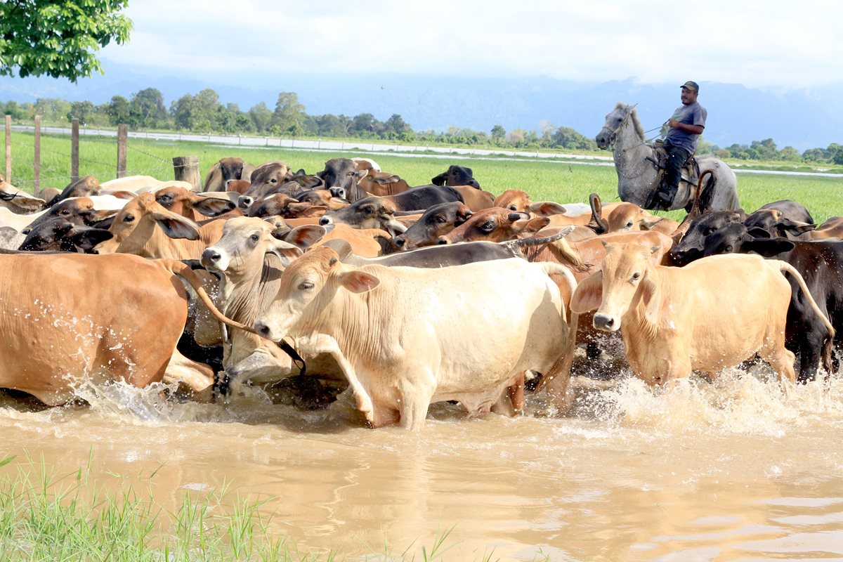 En Izabal, varias reses han muerto por el desborde del río Motagua que ha inundado pastizales.