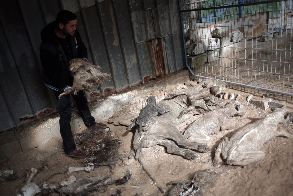 Un hombre muestra animales momificados que murieron de hambre en el zoológico Jungle Sur. (Foto Prensa Libre: AP).