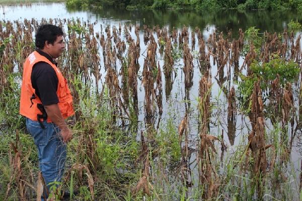Un funcionario de la Conred observa los cultivos de maíz anegados por el río La Pasión, en una comunidad de Sayaxché, Petén.