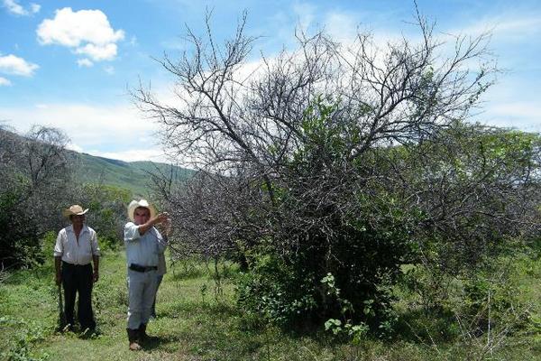 El citricultor de la aldea Palo Amontonado, Florentino Loaiza, muestra  cómo quedan los árboles afectados por la HLB. (Foto Prensa Libre:   Héctor Contreras)