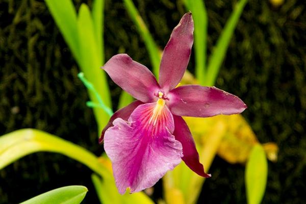 Una de las especies de orquídeas que será expuesta en Salamá. (Foto Prensa Libre: Carlos Grave)