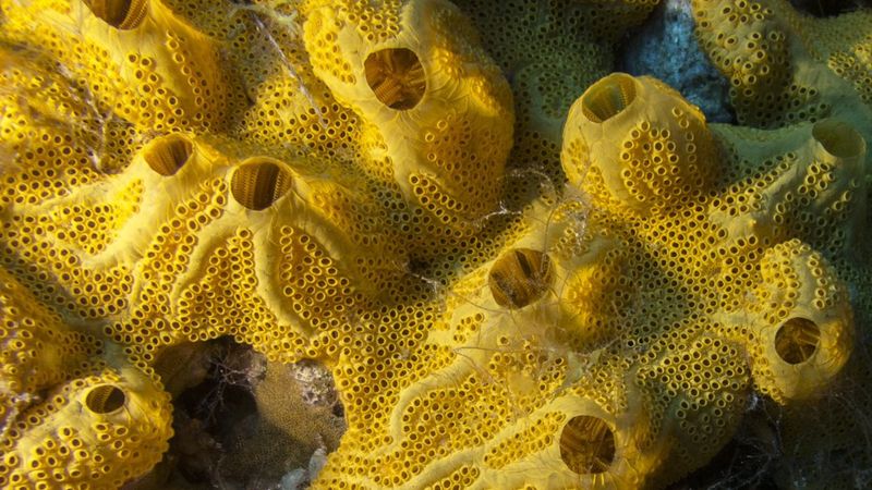 Los ancestros de las esponjas marinas... y nuestros. (Getty Images).