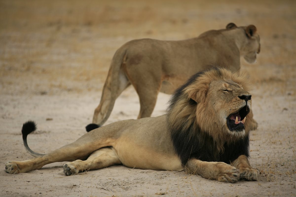 Foto de archivo del león Cecil, cazado por un dentista estadounidense en Zimnbabue. (Foto Prensa Libre: AFP)