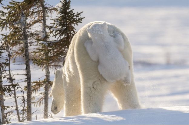 Daisy Gilardini fotografió a este pequeño oso polar colgado de su madre en Manitoba, Canadá. Foto: Daisy Gilardini.
