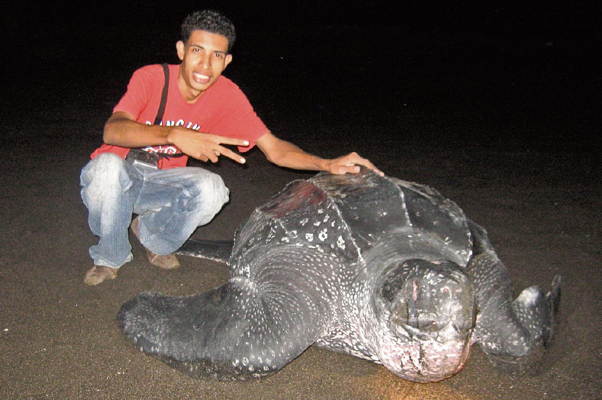 Las tortugas de la especie baule pueden llegar a medir dos metros de largo y pesar más de mil libras.