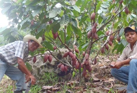 El país cuenta con unos dos mil productores, principalmente pequeños y medianos; las plantaciones más grandes tienen entre 40 y 60 hectáreas. (Foto Prensa Libre: Hemeroteca PL)