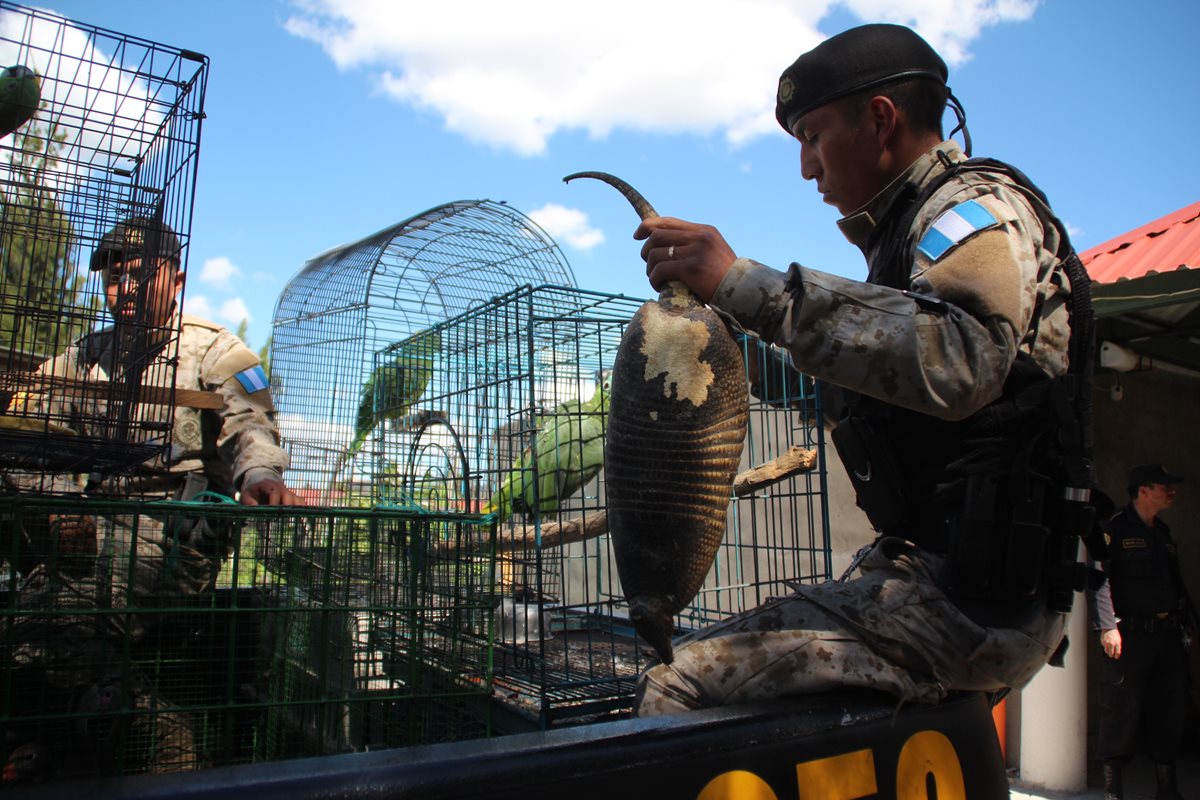 Uno de los armadillos decomisados en Huehuetenango. (Foto Prensa Libre: Mike Castillo)