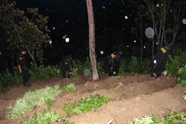 Autoridades destruyen unas matas de marihuana en Momostenango, Totonicapán. (Foto Prensa Libre: Cortesía PNC) <br _mce_bogus="1"/>