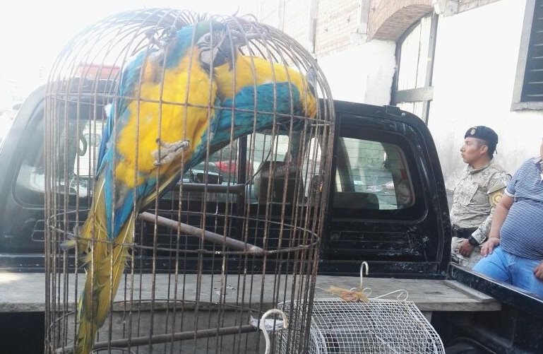 Una guacamaya, de las incautadas en el operativo. (Foto: PNC)